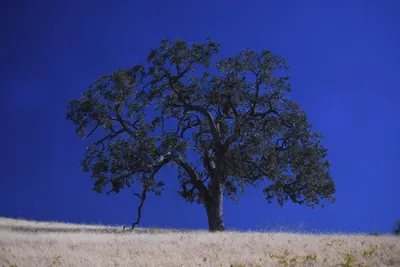 DSC_2182 (Large).JPG